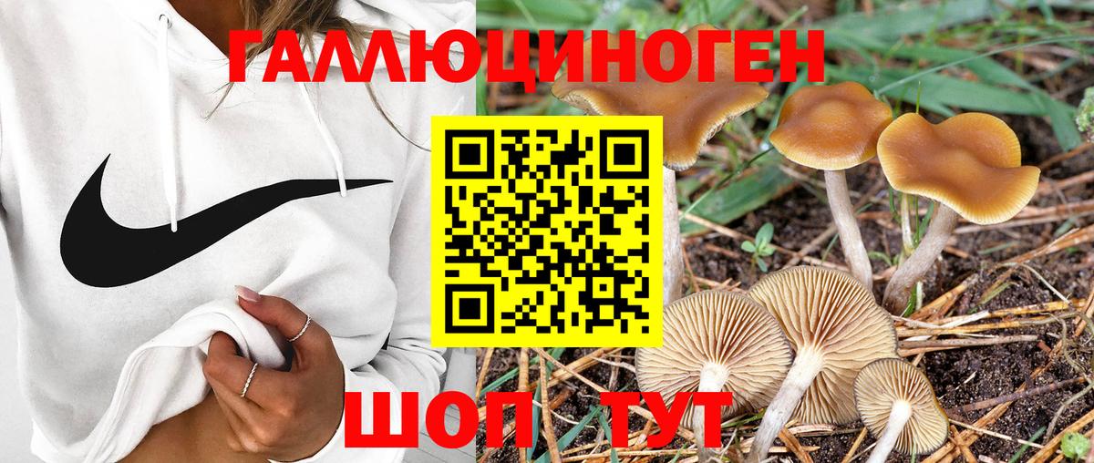 Псилоцибиновые грибы GOLDEN TEACHER Искитим